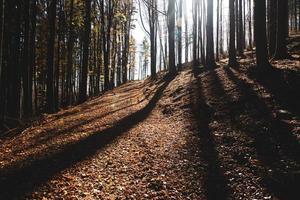 alberi verdi sotto il cielo blu foto