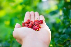 frutta fresca di gelso in mano foto