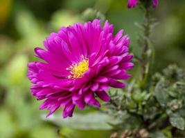 bella rosa aster fiore aster novi belgii carnevale foto