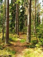 percorso attraverso alti pini in un bosco foto