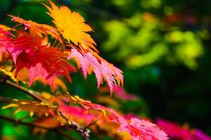 foglie di acero colorate in autunno al parco foto