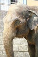 un elefante africano al parco zoo foto