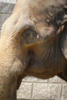 un elefante africano al parco zoo foto