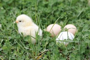 pulcino uova di gallina fattoria erba pasqua felice natura