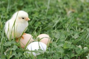 pulcino uova di gallina fattoria erba pasqua felice natura foto