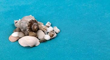 conchiglie di mare disposte su uno sfondo blu acqua alla moda con un posto vuoto per il testo foto