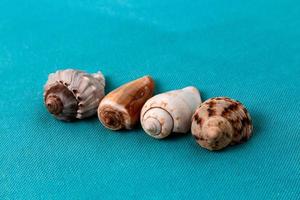 conchiglie di mare disposte su uno sfondo blu acqua alla moda con un posto vuoto per il testo foto