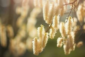 avvicinamento di giallo nocciola amento in crescita a partire dal asciutto albero rami o steli nel casa giardino a tramonto gruppo di sospeso gemmazione , creare ai foto