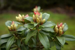 rododendro o rosebay le foglie e mini cuffie pronto per Aperto nel primavera giardino, avvicinamento. ericaceae sempreverde arbusto, tossico le foglie. azalea, decorativo arbusti, creare ai foto