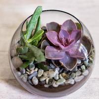 bellissimo terrario con sabbia di roccia fiore di cactus all'interno del vetro foto