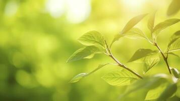 fresco verde giardino erba prato nel molla, estate con luminosa bokeh di sfocato fogliame di primavera nel il sfondo, creare ai foto