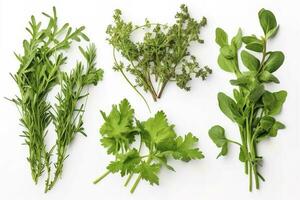 collezione di fresco erba le foglie. rucola spezie, erbe aromatiche su isolato su bianca sfondo, creare ai foto