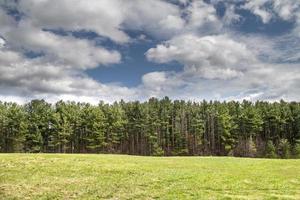 alberi di pino verdi nella foresta in primavera foto