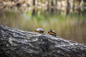 tartarughe che si siedono su un pezzo di legno in uno stagno foto