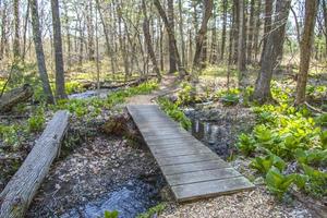 ponte di legno che attraversa un ruscello nel bosco foto