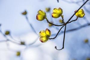 petali di foglie gialle e rosse illuminate dal sole foto