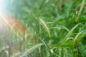 piante verdi nella natura nella stagione primaverile sfondo verde foto