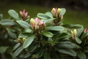 rododendro o rosebay le foglie e mini cuffie pronto per Aperto nel primavera giardino, avvicinamento. ericaceae sempreverde arbusto, tossico le foglie. azalea, decorativo arbusti, creare ai foto