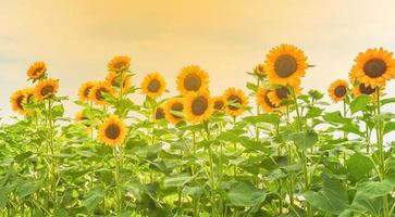 i girasoli stanno sbocciando nel giardino foto