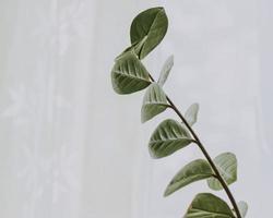 pianta a foglie verdi foto