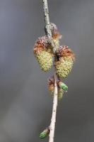 giovani coni di polline di larice in primavera foto