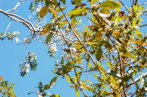 Whitehead Bird in Nuova Zelanda foto