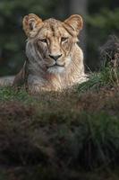 panthera leo melanochaita foto