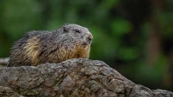 marmotta alpina su roccia foto