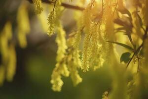 avvicinamento di giallo nocciola amento in crescita a partire dal asciutto albero rami o steli nel casa giardino a tramonto gruppo di sospeso gemmazione , creare ai foto