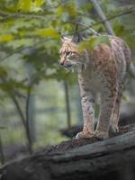 ritratto di lince eurasiatica foto