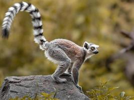 Lemure dalla coda ad anello foto