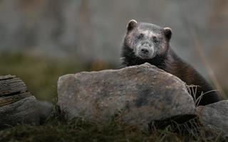 ghiottone dietro la pietra foto