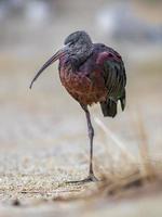 ibis lucido sulla sabbia foto