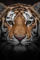 primo piano della tigre siberiana foto