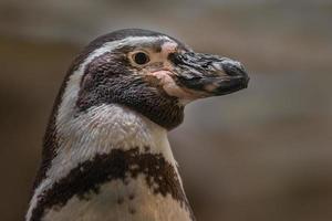 ritratto del pinguino di Humboldt foto