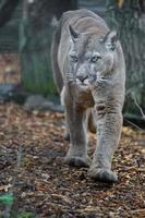 puma nello zoo foto