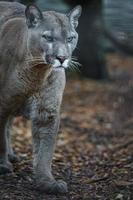 puma nello zoo foto