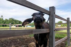 primo piano tha volto di un toro nero foto