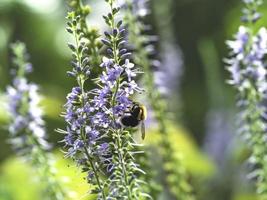 blue spiked speedwell veronica spicata che fiorisce in un giardino in estate foto