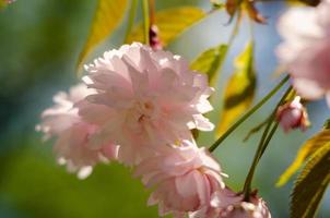fiori di sakura rosa vicino alla primavera alla luce del sole