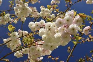 albero di fiori di ciliegio foto