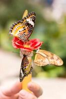 tre farfalle gialle foto