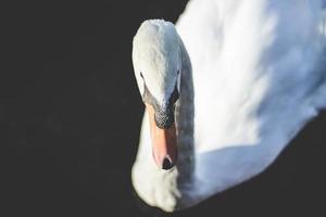 ritratto di cigno bianco foto