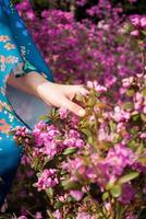 ragazza in abiti tradizionali, toccando i fiori rosa foto