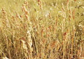 campo prato grano cereali natura foto
