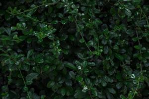 trama di foglie verdi tropicali foto