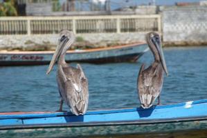 pellicani marroni nel Mar dei Caraibi vicino alla costa del paradiso tropicale foto