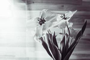 macro vista ravvicinata di tulipani con petali aperti foto