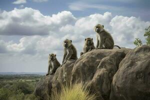 un' famiglia di babbuini arroccato su un' roccioso affiorante nel un' savana paesaggio, creare ai foto