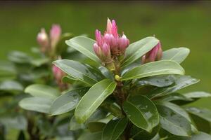 rododendro o rosebay le foglie e mini cuffie pronto per Aperto nel primavera giardino, avvicinamento. ericaceae sempreverde arbusto, tossico le foglie. azalea, decorativo arbusti, creare ai foto